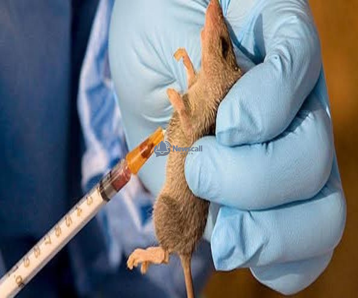 Lassa Fever Fatality Rate Rises In Nigeria
