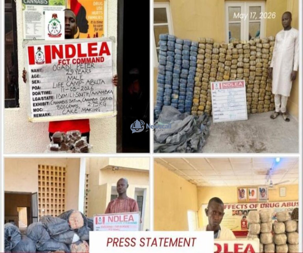 Inside Carton Walls: NDLEA Uncovers Cocaine and Opioids Headed for UK and Australia, Destroys 65,000kg of Skunk.