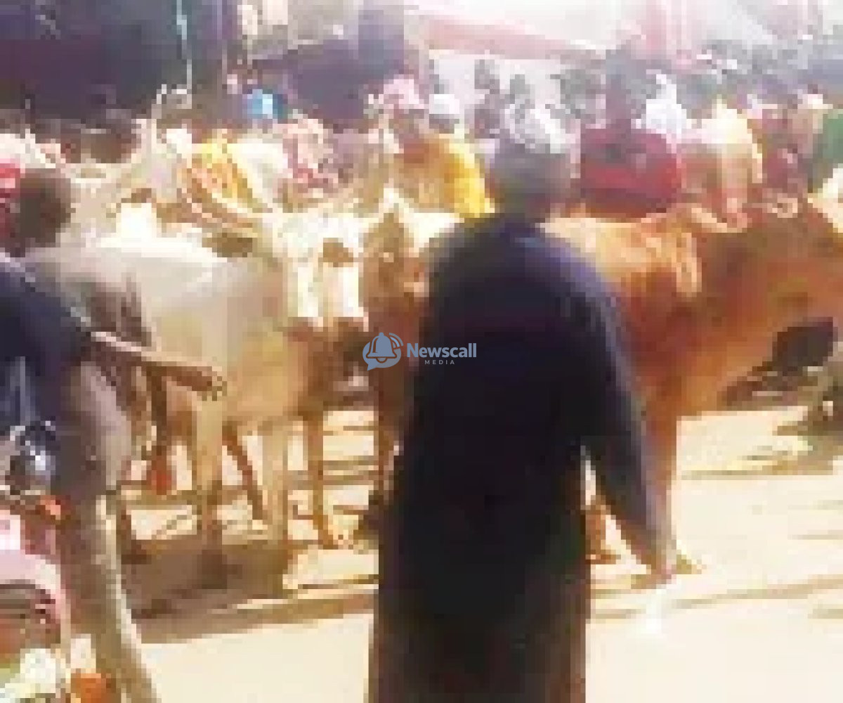 Swift rescue efforts save Gombe trapped cattle as trailer overturns